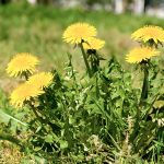 Löwenzahn (Taraxakum officinale)