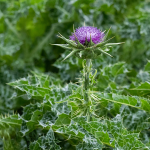 Mariendistel (Silybum marianum)