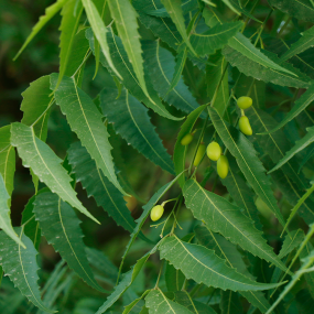 Neem (Azardirachta indica)