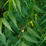 Neem (Azardirachta indica)