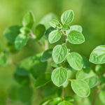 Oregano (Origanum vulgare)