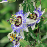 Passionsblume (Passiflora incarnata)