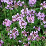 Quendel (Thymus serpyllum L.)