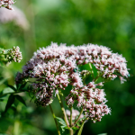 Roter Wasserhanf (Eupatorium purpureum)