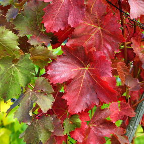Rotes Weinlaub (Vitis vinifera)