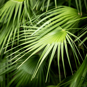 Sägepalme (Sabal serrulatum)