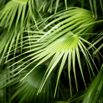 Sägepalme (Sabal serrulatum)