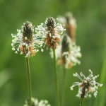 Spitzwegerich (Plantago minor)