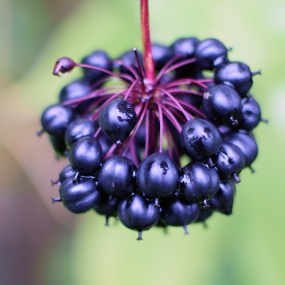 Taigawurzel (Eleutherococcus senticosus)