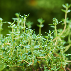Thymian (Thymus vulgaris)