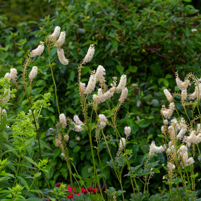 Traubensilberkerze (Cimicifuga racemosa)