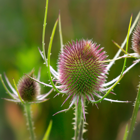 Weberkarde (Dipsacus sativus (L.) Honck