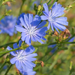 Wegwarte (Cichorium intybus)