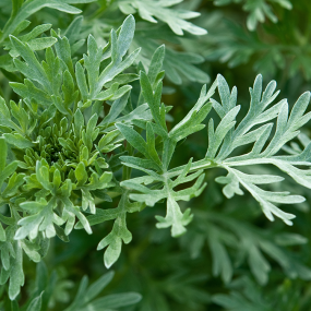 Wermut (Artemisia absinthium)