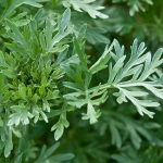 Wermut (Artemisia absinthium)