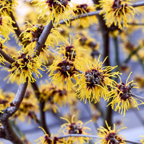 Zauberstrauch (Hamamelis virginiana)