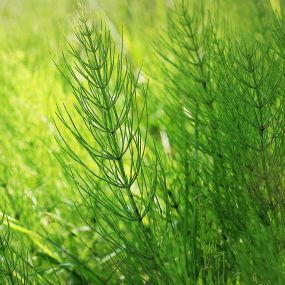 Zinnkraut (Equisetum arvense)