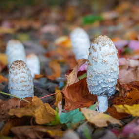 Schopftintling - Coprinus (Coprinus comatus)