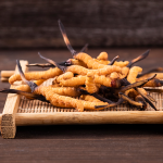 Coriolus (Trametes versicolor - Schmetterlings-Tramete)