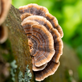 Coriolus (Trametes versicolor - Schmetterlings-Tramete)