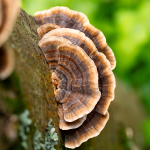 Coriolus (Trametes versicolor - Schmetterlings-Tramete)