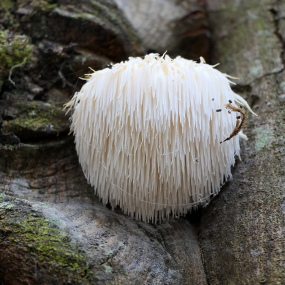 Hericium (Hericium erinaceus - Igel-Stachelbart)