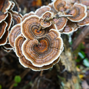 Reishi (Ganoderma lucidum, Glänzender Lackporling)