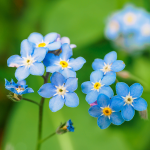 Vergissmeinnicht