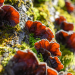 Judasohr (Auricularia polytricha)