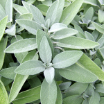 Salbei