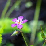 Alpensegen Storchenschnabel