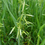 Grünes Haferkraut