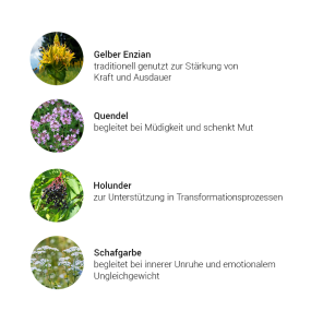 Alpensegen Kräuterkomplex Meisterkräuter (50 ml)