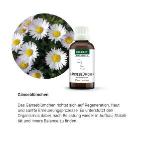 Alpensegen Gänseblümchen