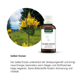 Alpensegen Gelber Enzian