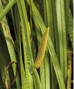 Lange, schmale Blätter des Kalmus mit seitlichem Blütenkolben