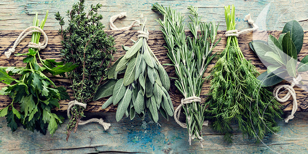 Getrocknete Kräuter, nebeneinander arrangiert, auf einem Holzbrett liegend