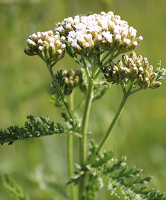 Schafgarbe mit fein gefiederten Blättern und flachem, weiß blühendem Blütenstand