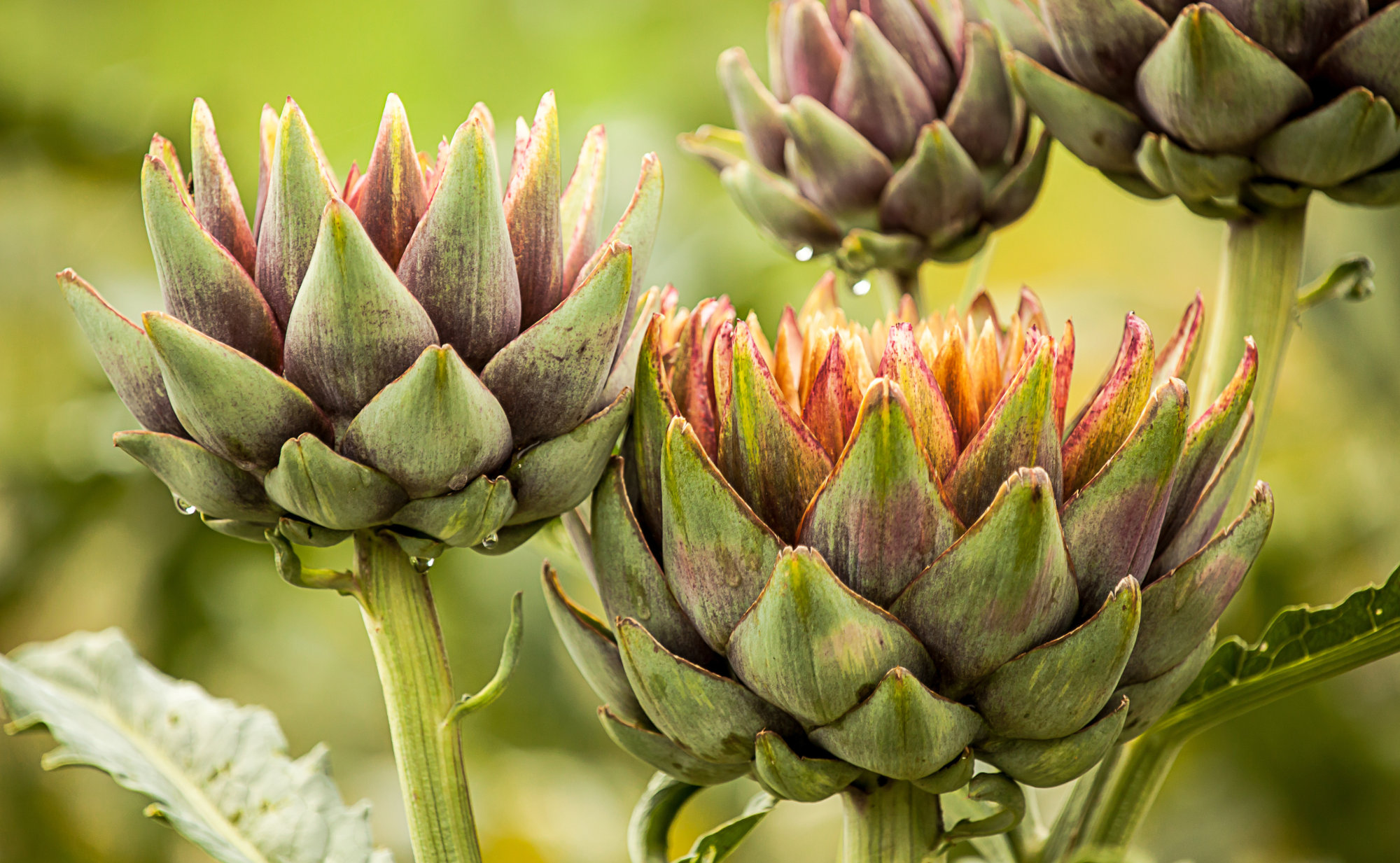 Drei Artischockenköpfe sind vor einem unscharfen grünen Hintergrund zu sehen, mit dunkelgrünen und lilafarbenen Blättern. Ein Symbolfoto von LIFE LIGHT zur Kraft natürlicher Bitterstoffe.