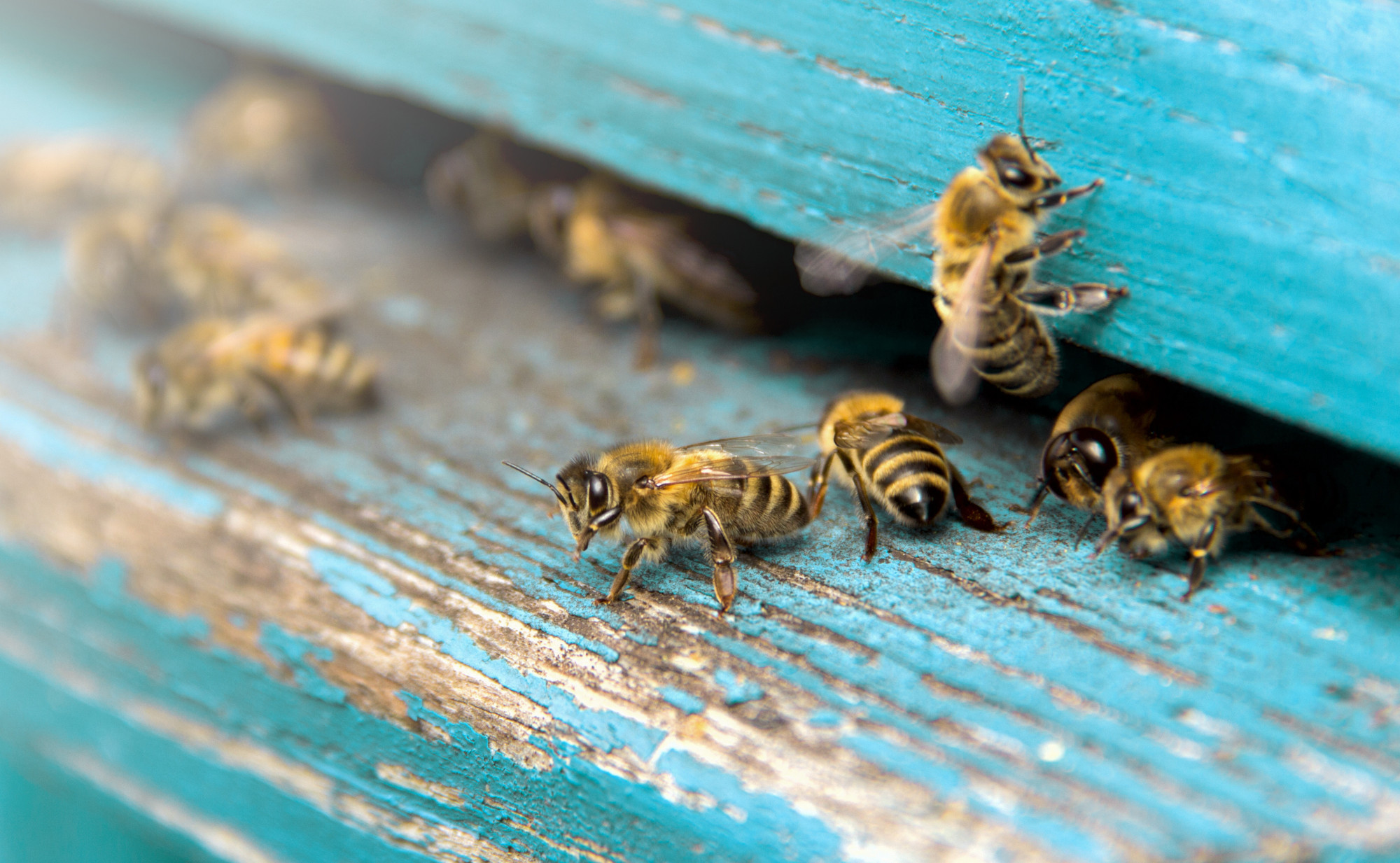 Nahaufnahme von mehreren Honigbienen, die an der blauen, leicht abblätternden Holzoberfläche eines Bienenstocks kriechen. Sie symbolisieren Kraft und Gesundheit durch Propolis.