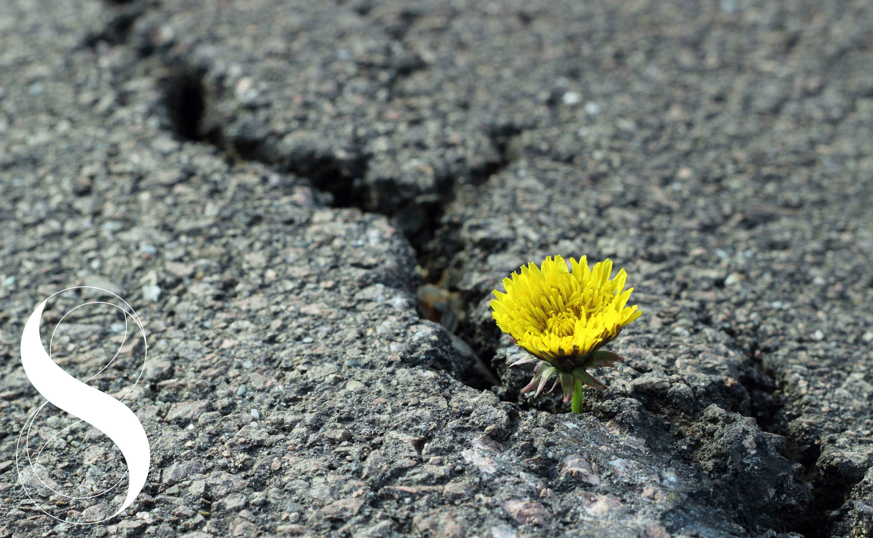 Eine Nahaufnahme zeigt einen Löwenzahn, der aus einem Riss im Asphalt wächst. Die Blume ist gelb und blüht. Ein Symbolbild von LIFE LIGHT für mehr Resilienz in anstrengenden Zeiten.