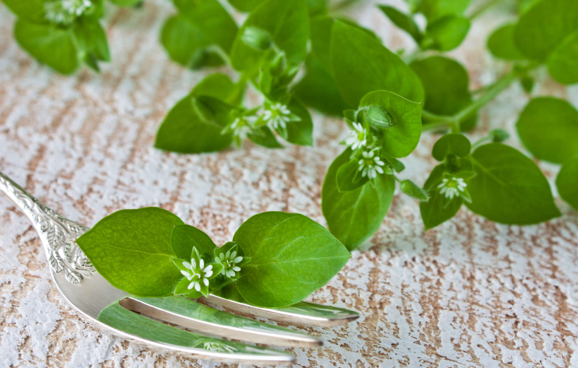 Die Vogelmiere am Tisch neben einer Gabel als eine Zutat für den Wildkräutersalat von Life Light.