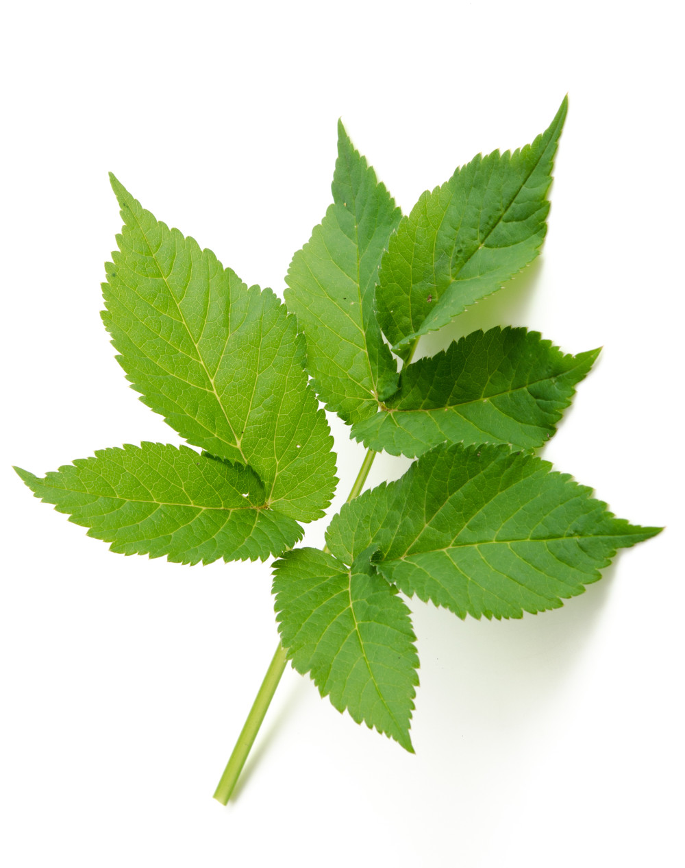 Ein Blatt Giersch vor weißem Hintergrund als eine Zutat für den Wildkräutersalat von Life Light.